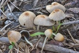 Parasola auricoma image
