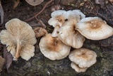 Lentinus tigrinus image