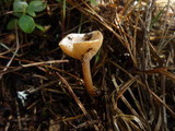 Clitocybe rhizophora image