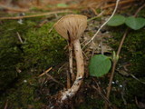 Clitocybe rhizophora image