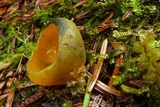 Caloscypha fulgens image