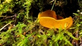 Caloscypha fulgens image