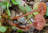 Laccaria fraterna image