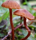 Laccaria fraterna image