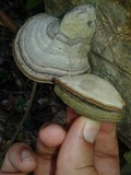 Fomes fasciatus image