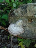 Fomes fasciatus image