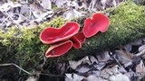 Sarcoscypha austriaca image