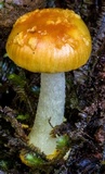 Amanita xanthocephala image