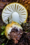 Amanita xanthocephala image