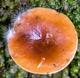 Amanita xanthocephala image