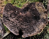 Hexagonia hydnoides image