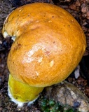 Phlebopus xanthopus image