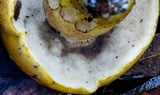 Phlebopus xanthopus image