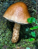 Austroboletus lacunosus image