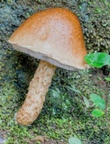 Austroboletus lacunosus image