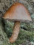Austroboletus lacunosus image