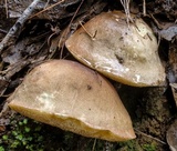 Austroboletus longipes image