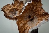 Cymatoderma caperatum image