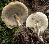Austroboletus longipes image