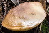 Austroboletus longipes image