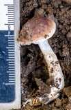 Fistulinella prunicolor image
