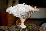 Cymatoderma caperatum image
