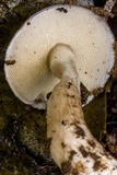 Fistulinella prunicolor image