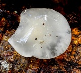 Oudemansiella australis image