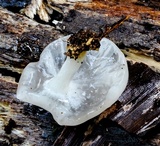 Oudemansiella australis image