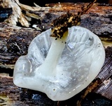 Oudemansiella australis image
