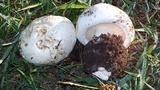 Lepista caffrorum image