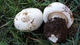 Lepista caffrorum image