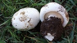 Lepista caffrorum image