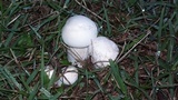 Lepista caffrorum image