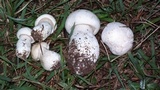 Lepista caffrorum image