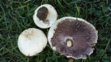 Agaricus arvensis image