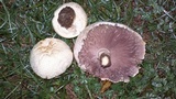 Agaricus arvensis image