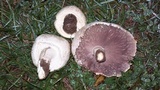 Agaricus arvensis image