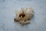 Tremella fuciformis image