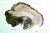 Lecanora albellula var. albellula image