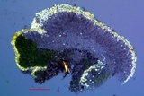 Lecanora albellula var. albellula image