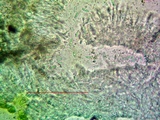 Lecanora albellula var. albellula image