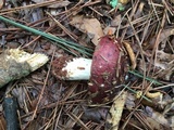 Russula vinacea image