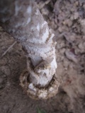 Amanita protecta image