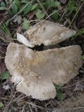 Amanita protecta image
