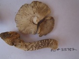 Amanita protecta image
