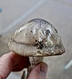 Amanita sect. Vaginatae image