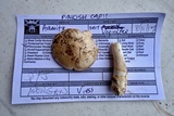 Amanita sect. Vaginatae image