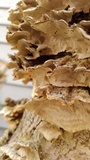 Trametes ochracea image