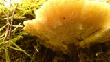 Trametes gibbosa image